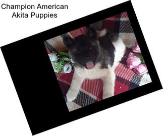 Champion American Akita Puppies
