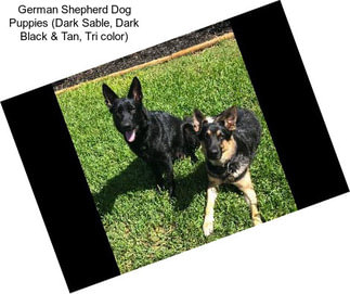 German Shepherd Dog Puppies (Dark Sable, Dark Black & Tan, Tri color)