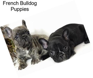 French Bulldog Puppies