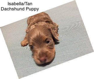 Isabella/Tan Dachshund Puppy