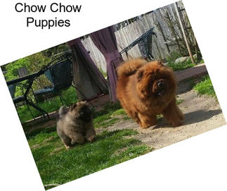 Chow Chow Puppies