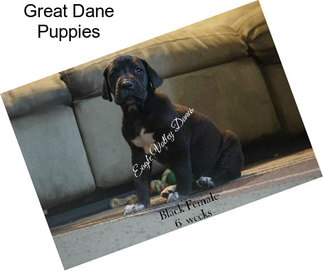 Great Dane Puppies