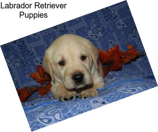 Labrador Retriever Puppies