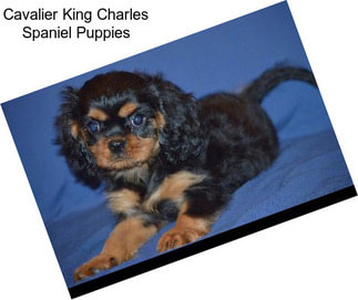 Cavalier King Charles Spaniel Puppies