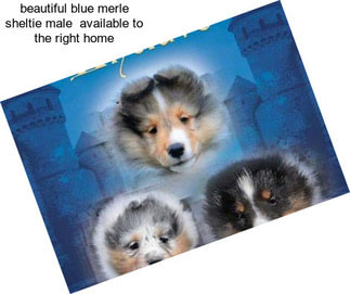 Beautiful blue merle sheltie male  available to the right home