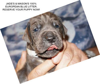 JADE\'S & MASON\'S 100% EUROPEAN BLUE LITTER. RESERVE YOUR PUPPY NOW!