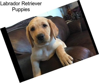 Labrador Retriever Puppies