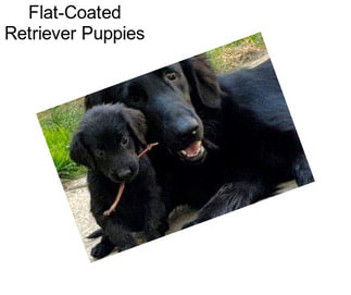 Flat-Coated Retriever Puppies