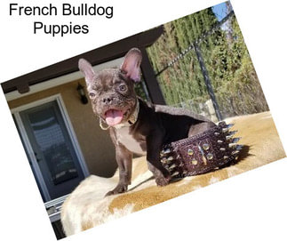 French Bulldog Puppies