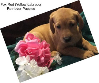 Fox Red (Yellow)Labrador Retriever Puppies