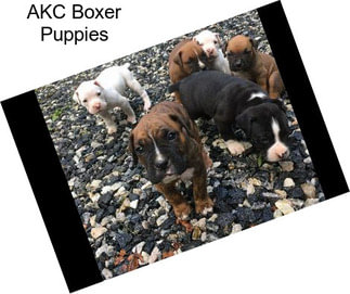 AKC Boxer Puppies