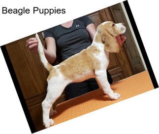 Beagle Puppies