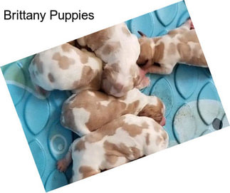 Brittany Puppies