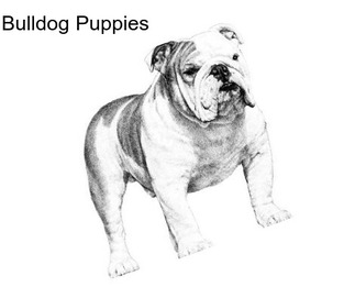 Bulldog Puppies