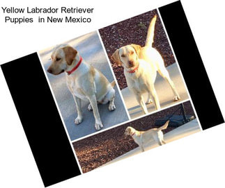Yellow Labrador Retriever Puppies  in New Mexico