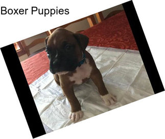 Boxer Puppies