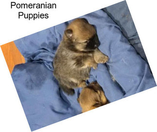 Pomeranian Puppies