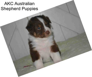 AKC Australian Shepherd Puppies