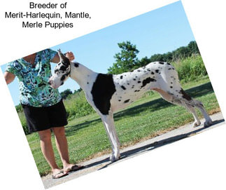 Breeder of Merit-Harlequin, Mantle, Merle Puppies