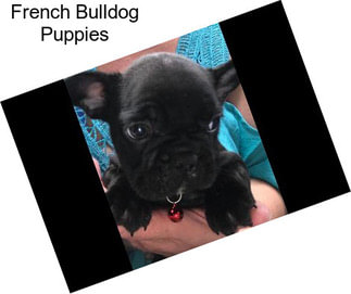 French Bulldog Puppies