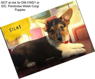 NOT at risk for DM,VWD1 or EIC. Pembroke Welsh Corgi Puppies