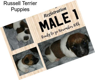 Russell Terrier Puppies