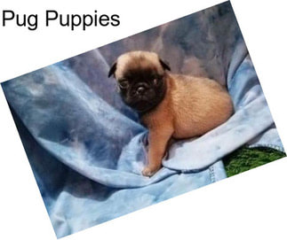 Pug Puppies