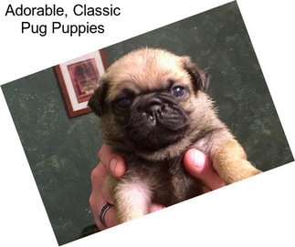 Adorable, Classic Pug Puppies