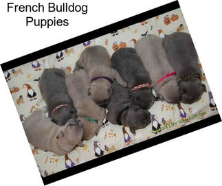 French Bulldog Puppies