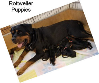 Rottweiler Puppies