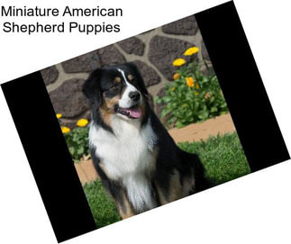 Miniature American Shepherd Dogs For Sale In Greensboro Agriseek Com