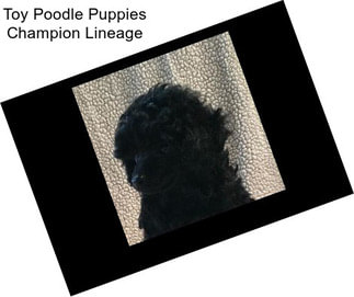 Toy Poodle Puppies Champion Lineage