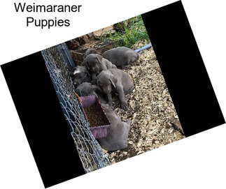 Weimaraner Puppies