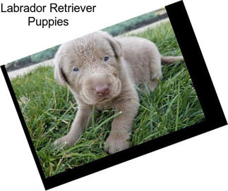 Labrador Retriever Puppies