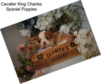 Cavalier King Charles Spaniel Puppies