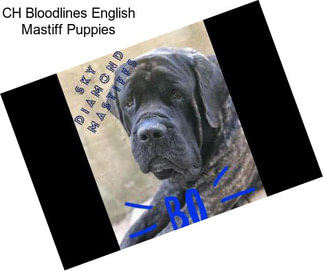 CH Bloodlines English Mastiff Puppies