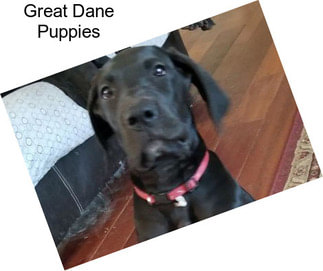 Great Dane Puppies