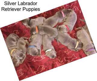 Silver Labrador Retriever Puppies