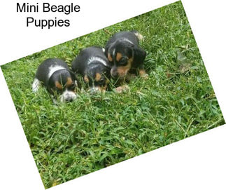 Mini Beagle Puppies