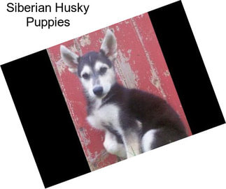 Siberian Husky Puppies