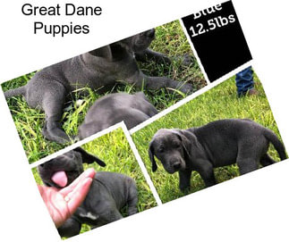 Great Dane Puppies