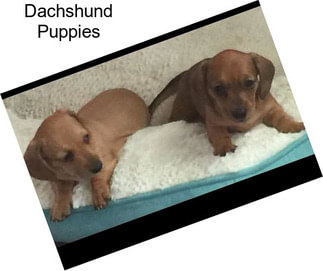 Dachshund Puppies