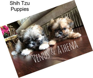 Shih Tzu Puppies