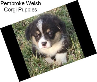 Pembroke Welsh Corgi Puppies