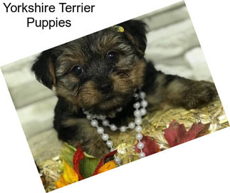 Yorkshire Terrier Puppies