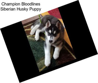Champion Bloodlines Siberian Husky Puppy