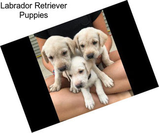 Labrador Retriever Puppies