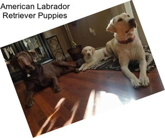 American Labrador Retriever Puppies