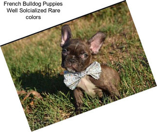 French Bulldog Puppies Well Solcialized Rare colors