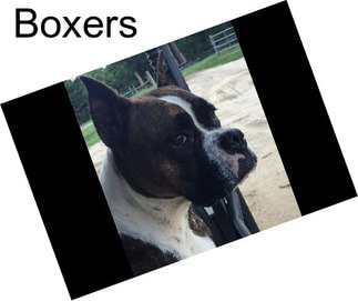 Boxers